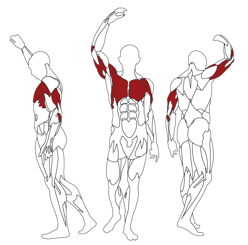 L070 procvičované svaly
