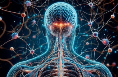 Vliv silového tréninku na nervový systém